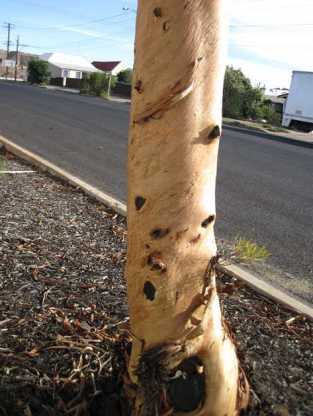 m_Tree Broken Hill